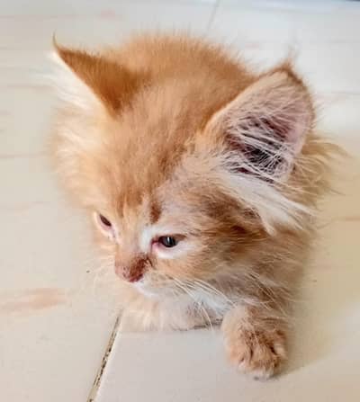 kittens for sale 2 brown Persian 16000 each and black kitten 12000