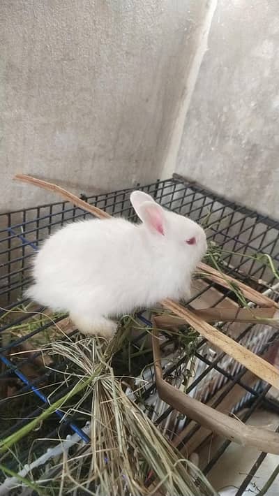 Red Eyes | Drawf Hotot Rabbit  | Bunny  imported Breed