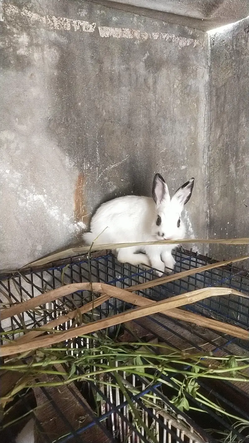 Drawf Hotot Rabbit  | Bunny  imported Breed — photo 5