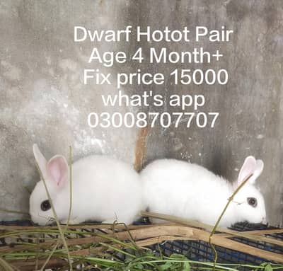 Drawf Hotot Rabbit  | Bunny  imported Breed