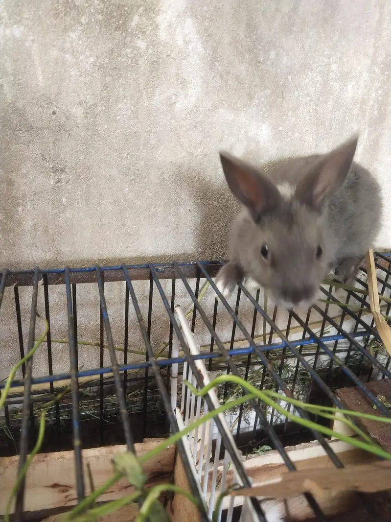 Drawf Hotot Rabbit  | Bunny  imported Breed — photo 8