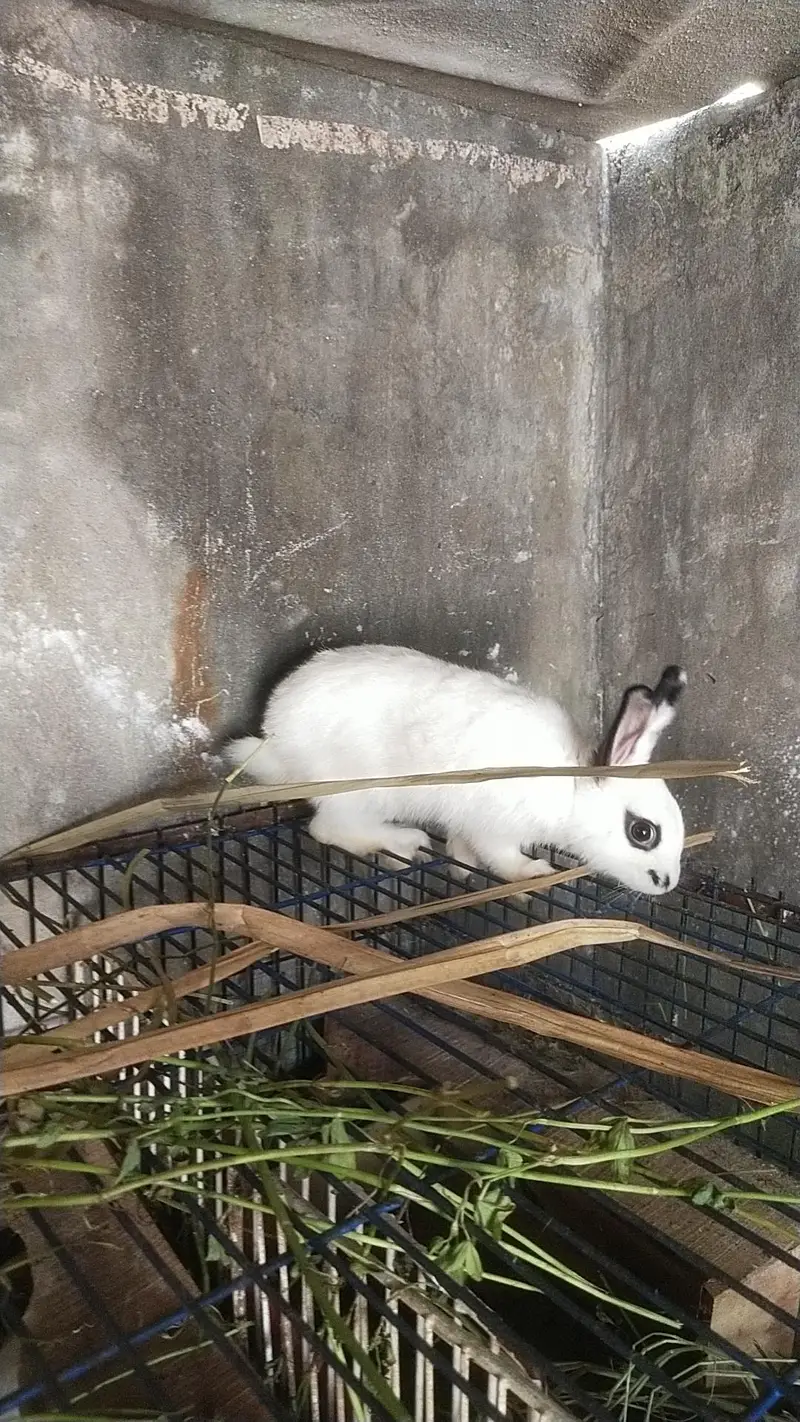 Drawf Hotot Rabbit  | Bunny  imported Breed — photo 9