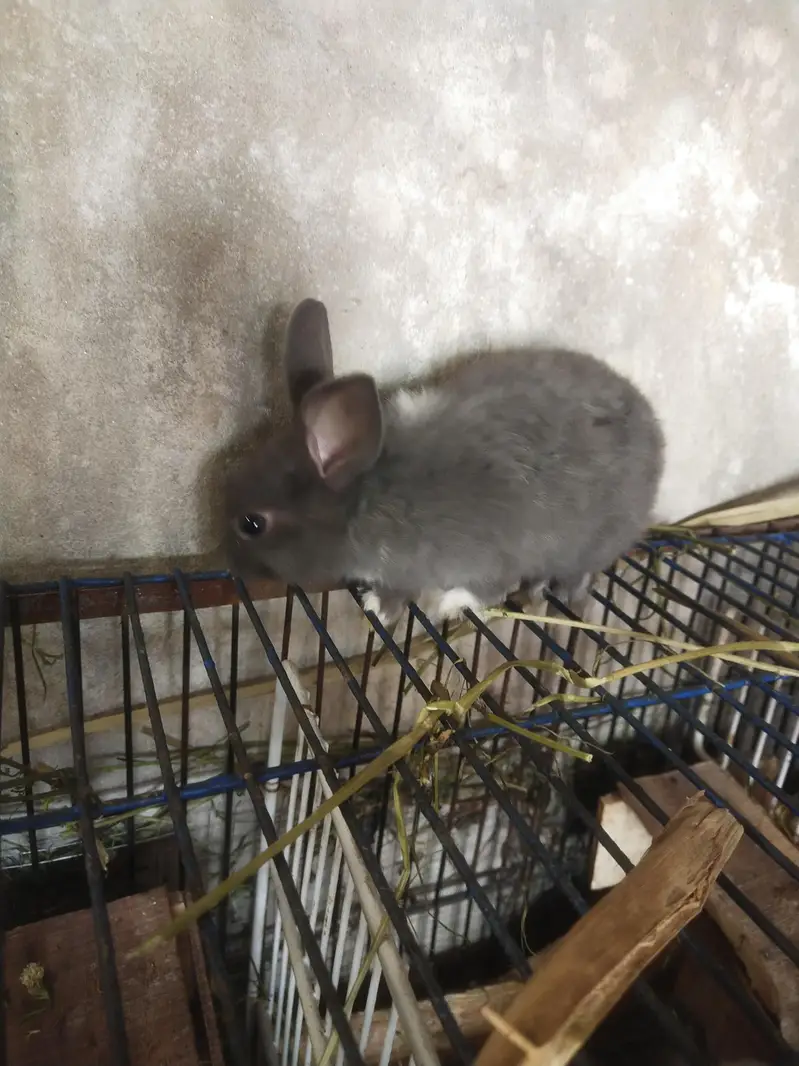 Drawf Hotot Rabbit  | Bunny  imported Breed — photo 10
