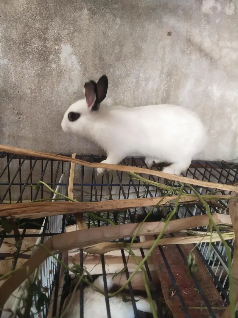 Drawf Hotot Rabbit  | Bunny  imported Breed — photo 11