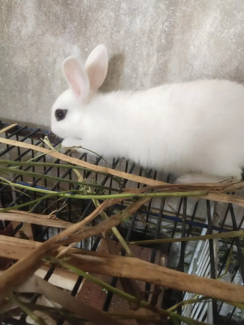 Drawf Hotot Rabbit  | Bunny  imported Breed — photo 12