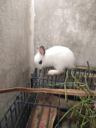 Red Eyes | Drawf Hotot Rabbit  | Bunny  imported Breed