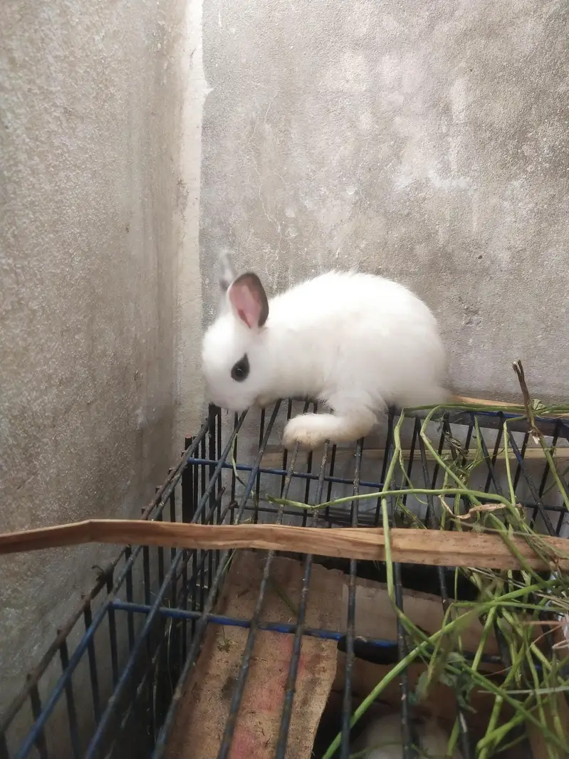 Drawf Hotot Rabbit  | Bunny  imported Breed — photo 3