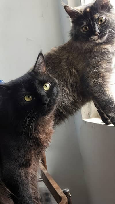 2 -Persian Male cats for Adoption