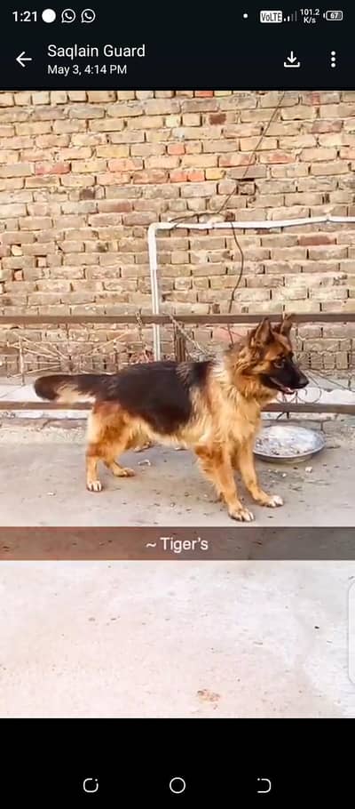 german shepherd
