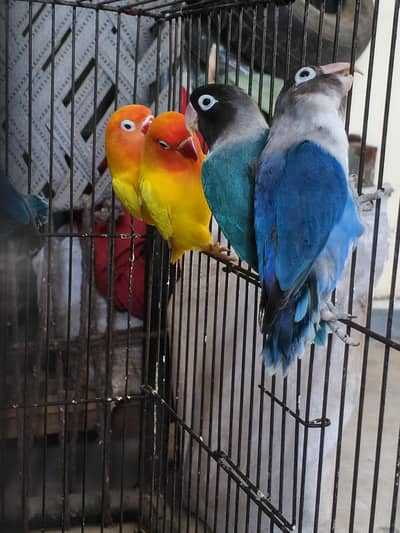 Lovebirds home breed in jumbo size full breeder pairs
