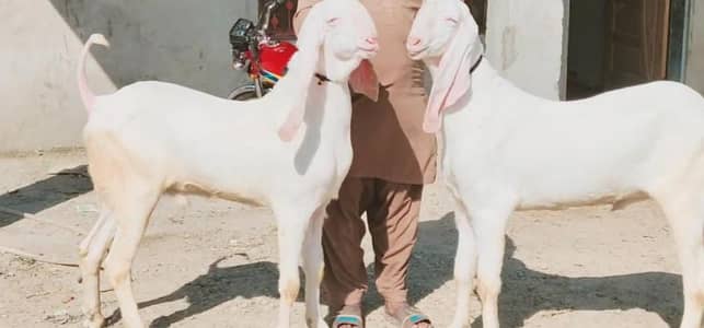 2 Bakre Urgent For Sale _ 03228068418