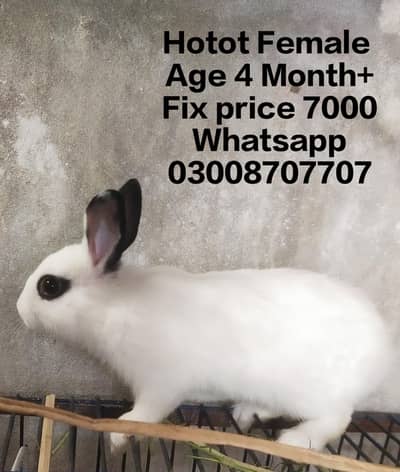 hotot drawf bunnies , Red eyes
