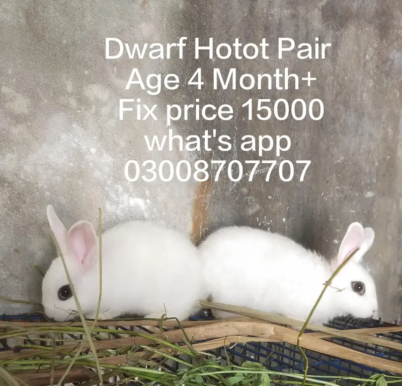 hotot drawf bunnies , Red eyes — photo 10