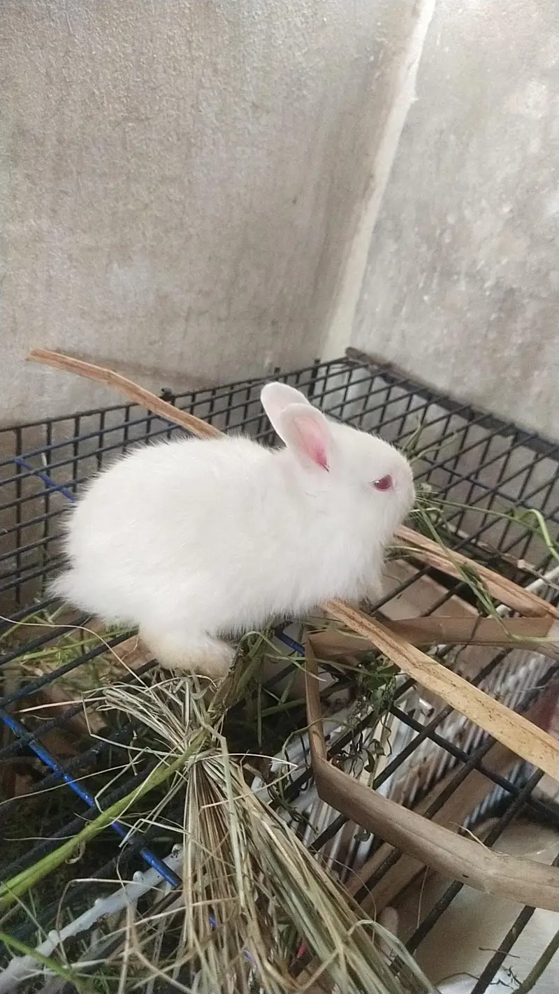 hotot drawf bunnies , Red eyes — photo 11