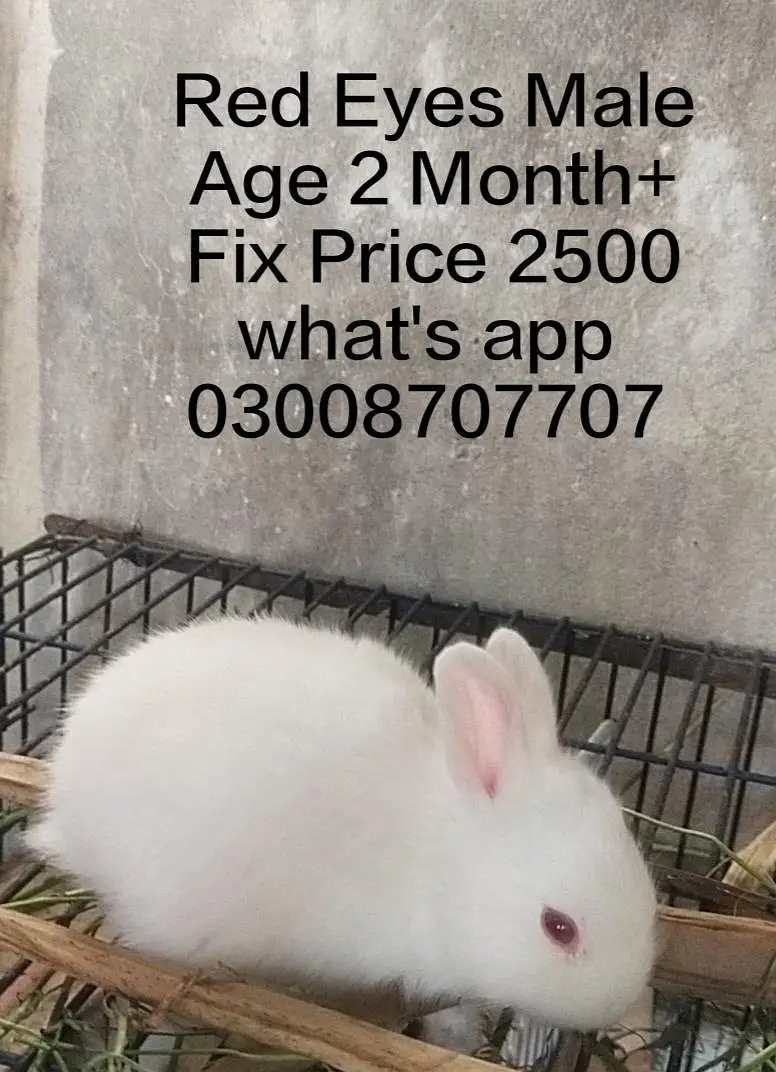 hotot drawf bunnies , Red eyes — photo 12