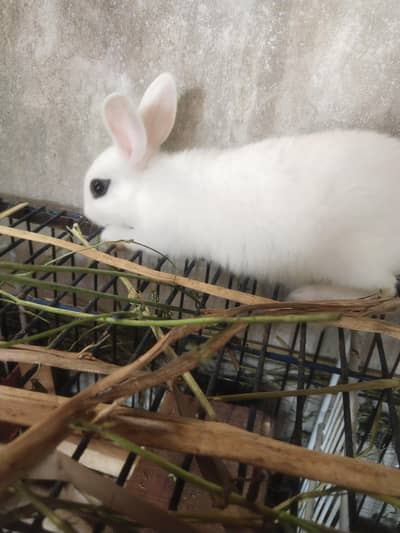 hotot drawf bunnies , Red eyes