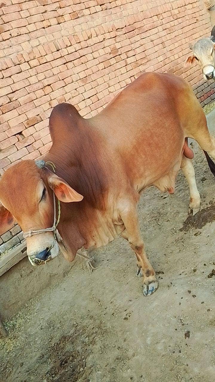 درمیانی سائی کے خوبصورت بچھڑا ے 0