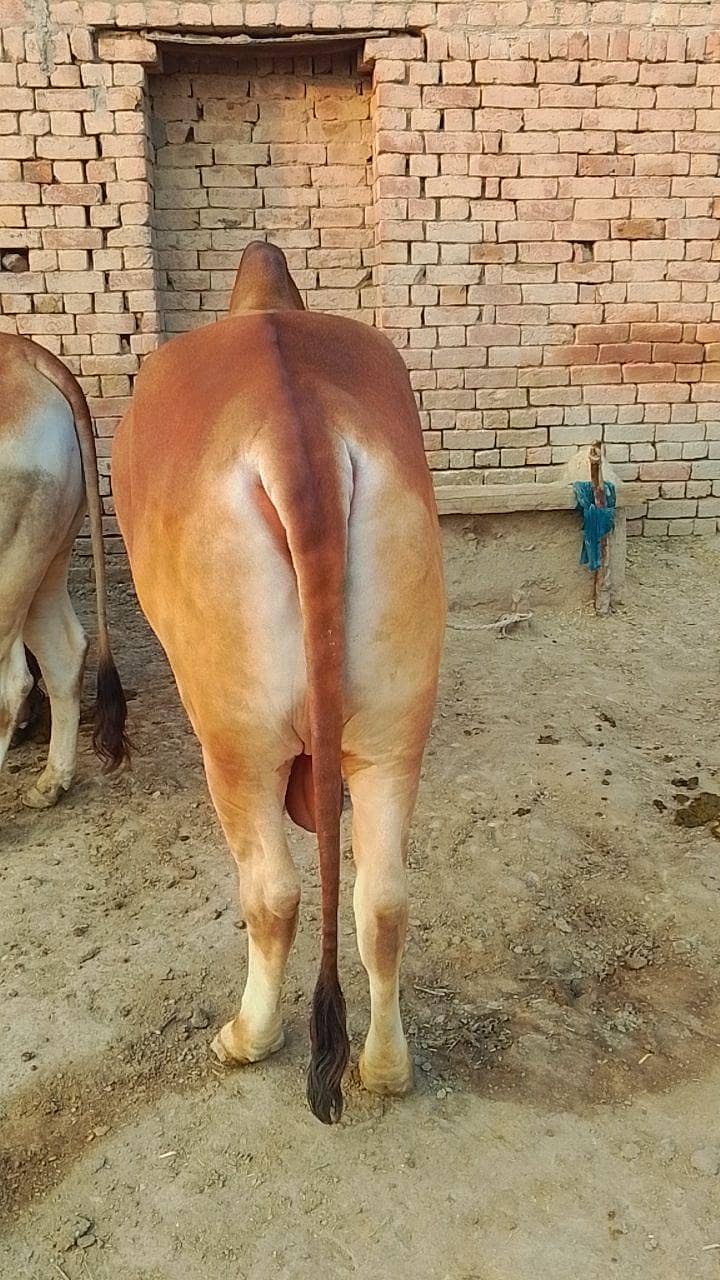 درمیانی سائی کے خوبصورت بچھڑا ے 1