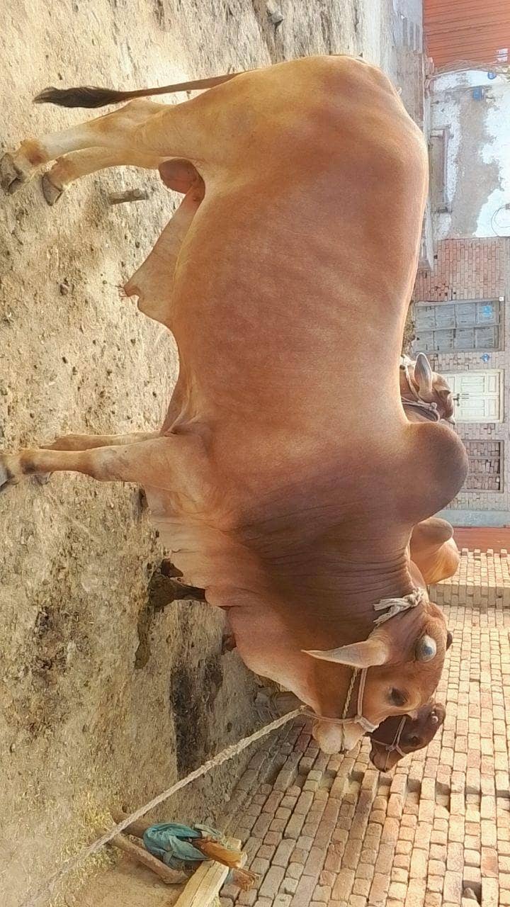 درمیانی سائی کے خوبصورت بچھڑا ے 2