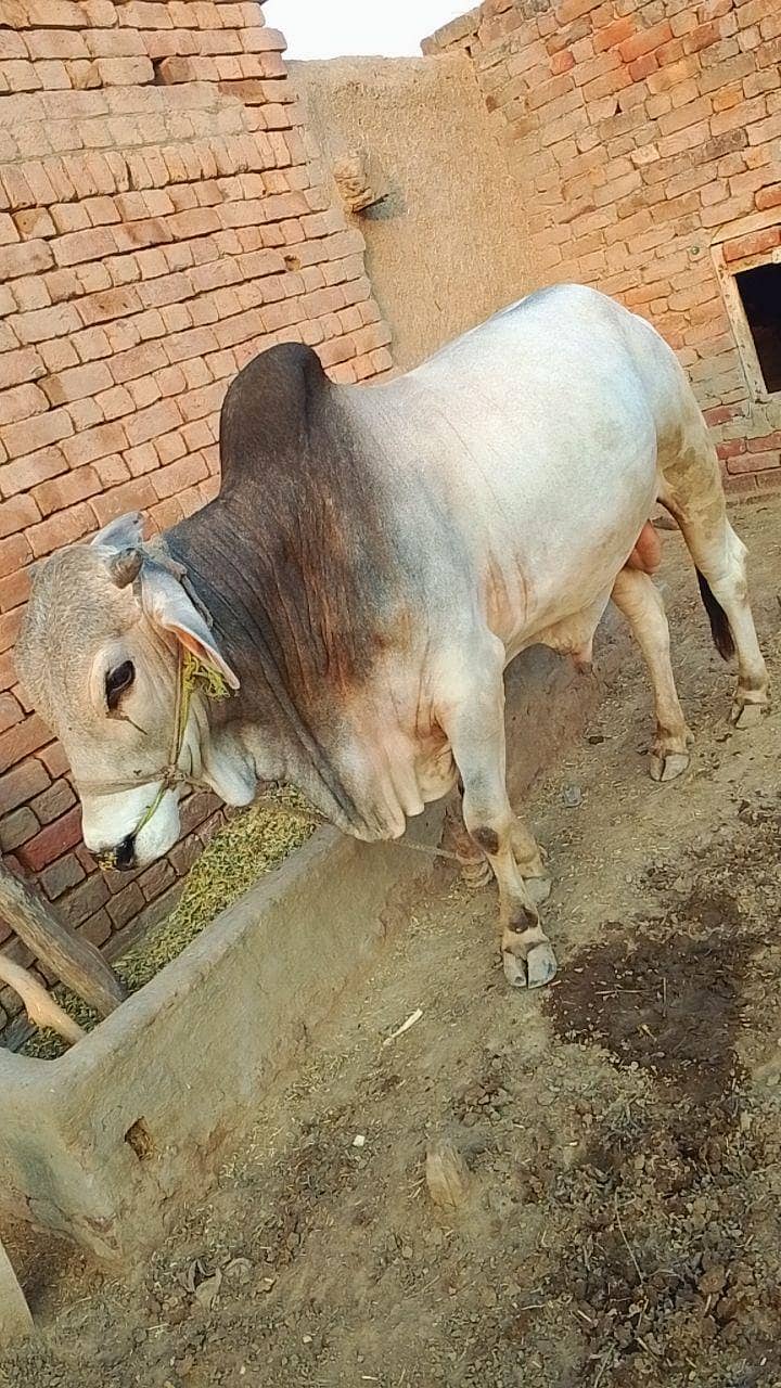 درمیانی سائی کے خوبصورت بچھڑا ے 3