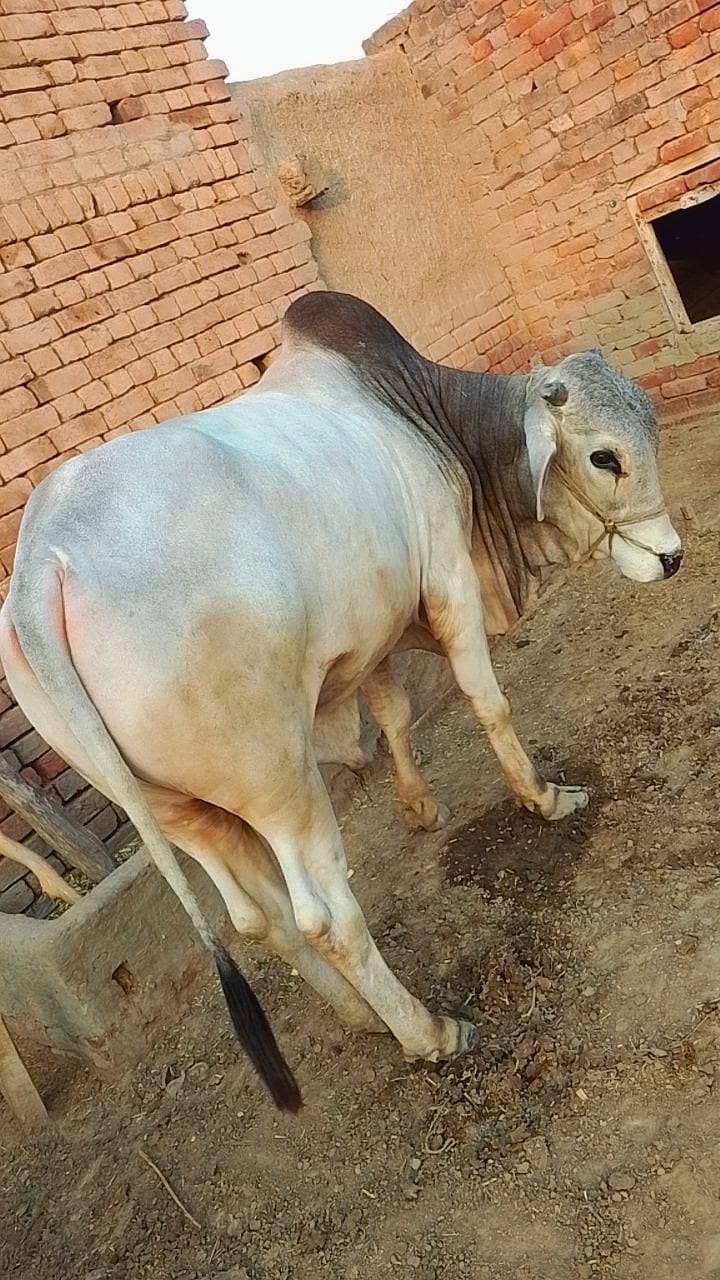 درمیانی سائی کے خوبصورت بچھڑا ے 4