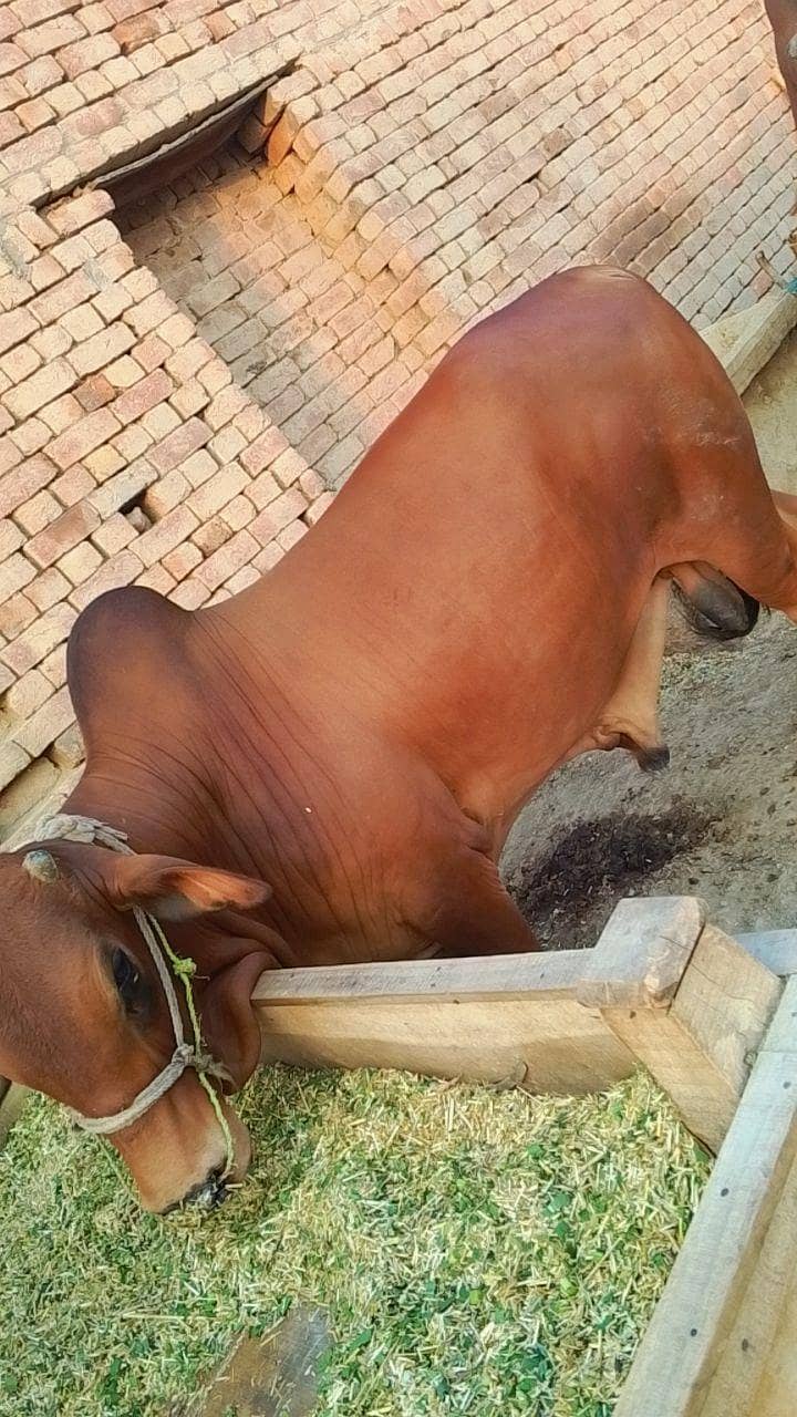 درمیانی سائی کے خوبصورت بچھڑا ے 5