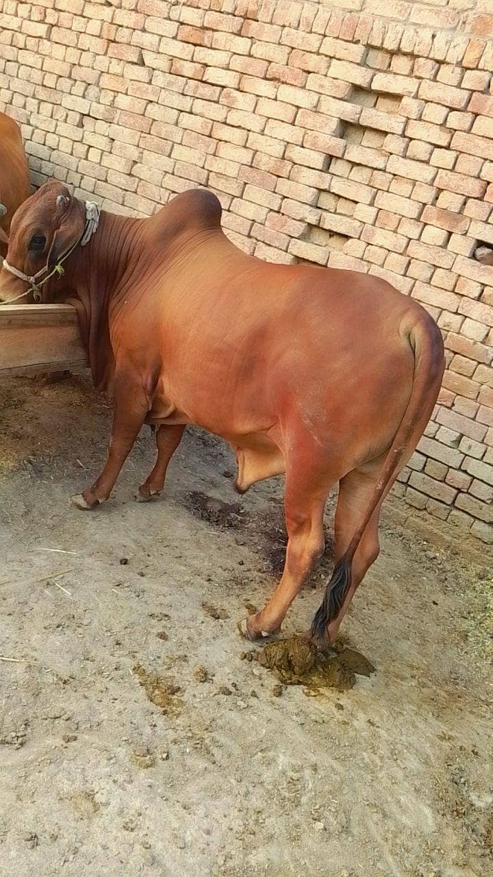 درمیانی سائی کے خوبصورت بچھڑا ے 6