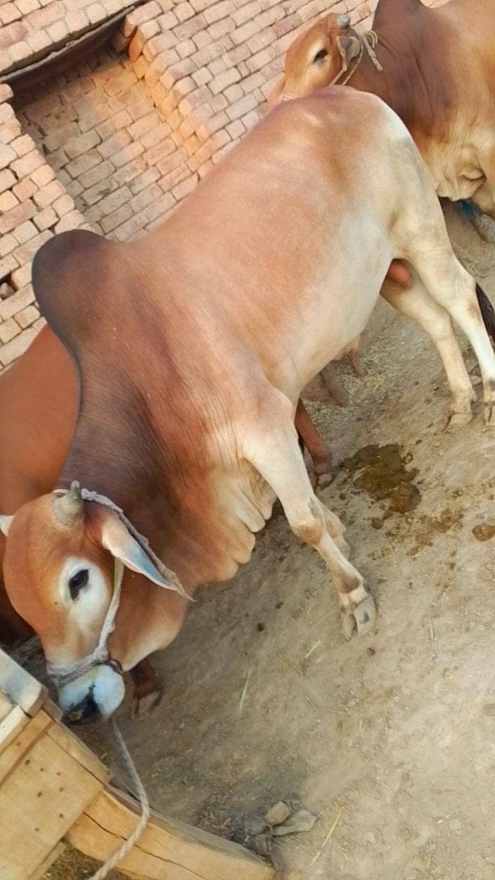 درمیانی سائی کے خوبصورت بچھڑا ے 7