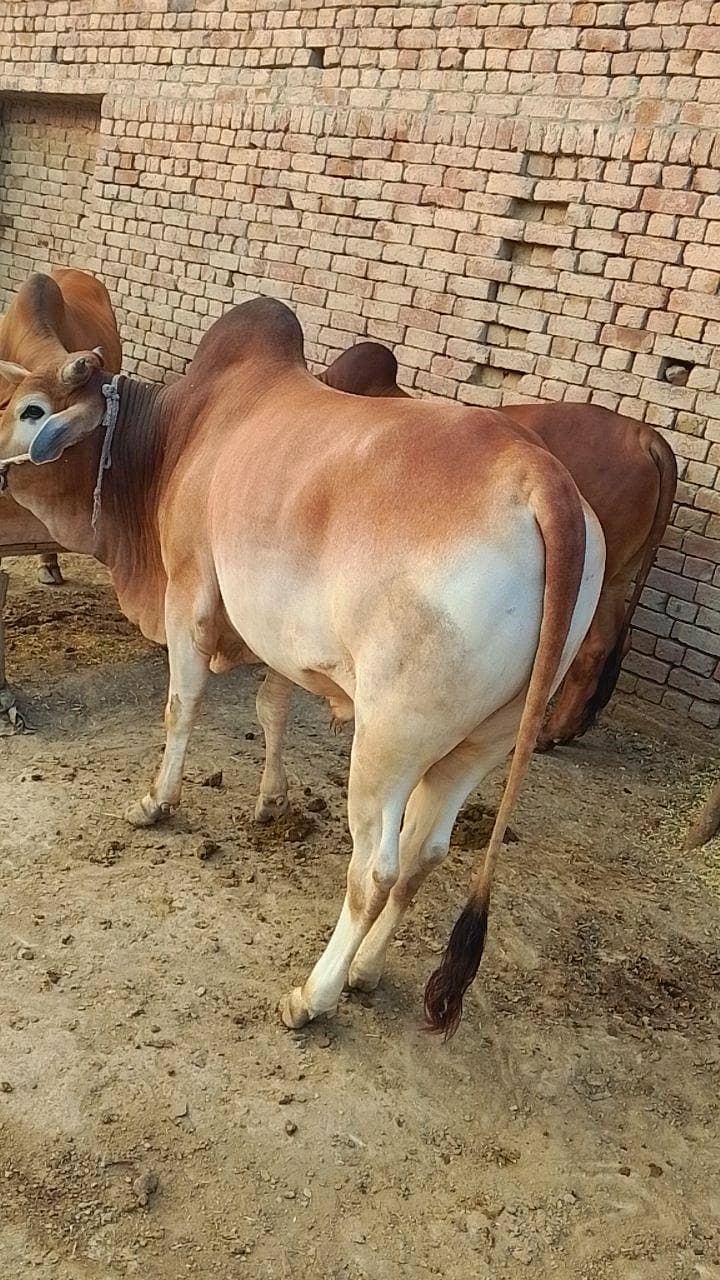 درمیانی سائی کے خوبصورت بچھڑا ے 8