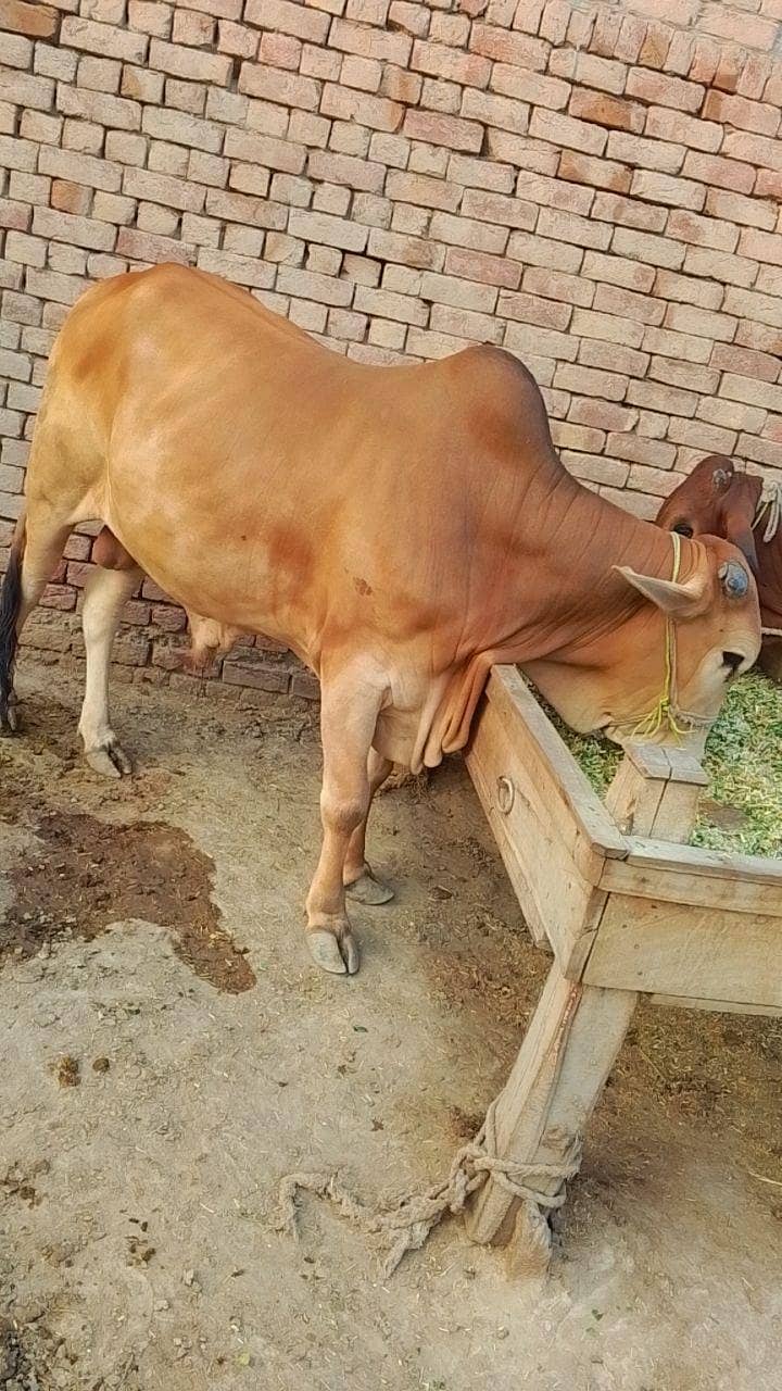 درمیانی سائی کے خوبصورت بچھڑا ے 9