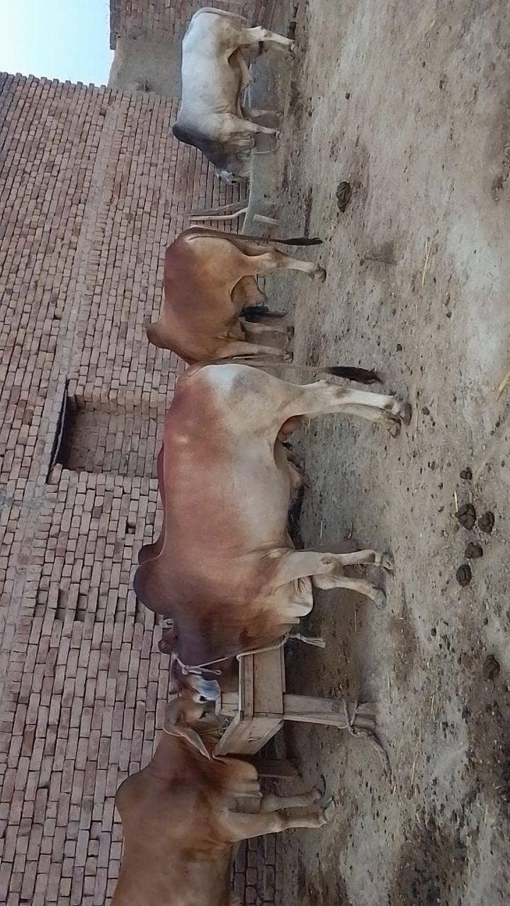 درمیانی سائی کے خوبصورت بچھڑا ے 10