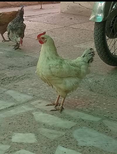 Golden Misri