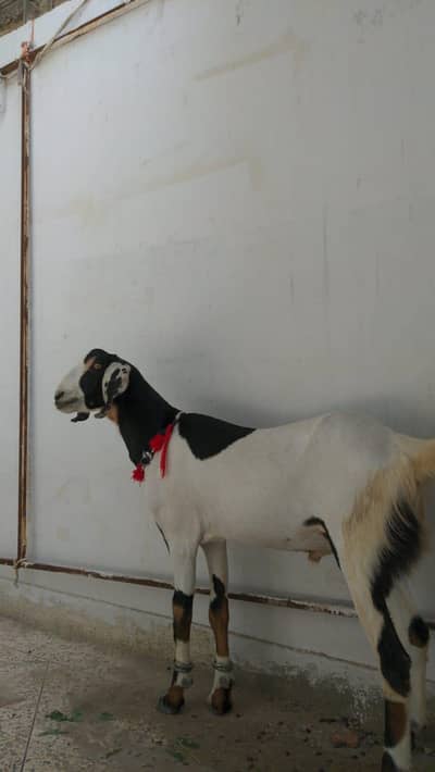 MASHA ALLAH BEAUTIFUL MALE GOATS FOR Qurbani 2026