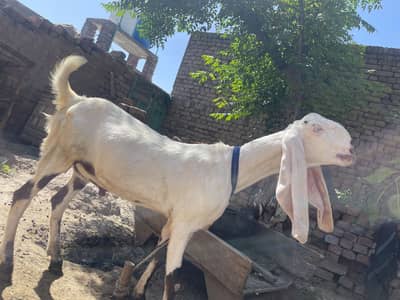 Dunda , khasi 15 months age qurbani k leya ha