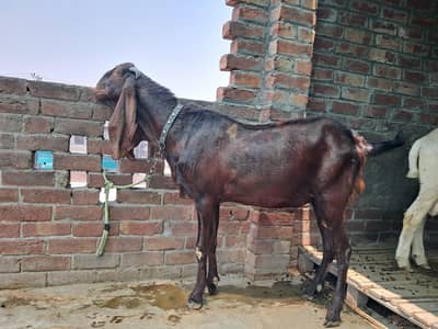Desi bakra for qurbani