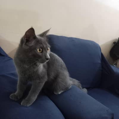 Siberian Cat For Adoption