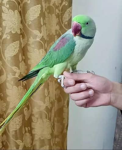 Healthy,friendly and Active Raw Parrot for sale