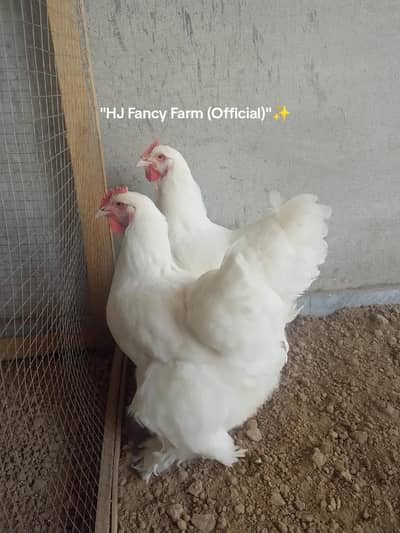 White heavy Cochin Female