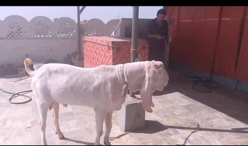 gulabi breeder male