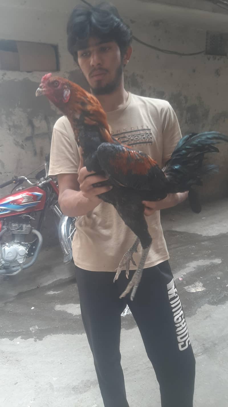 Thai veit 3