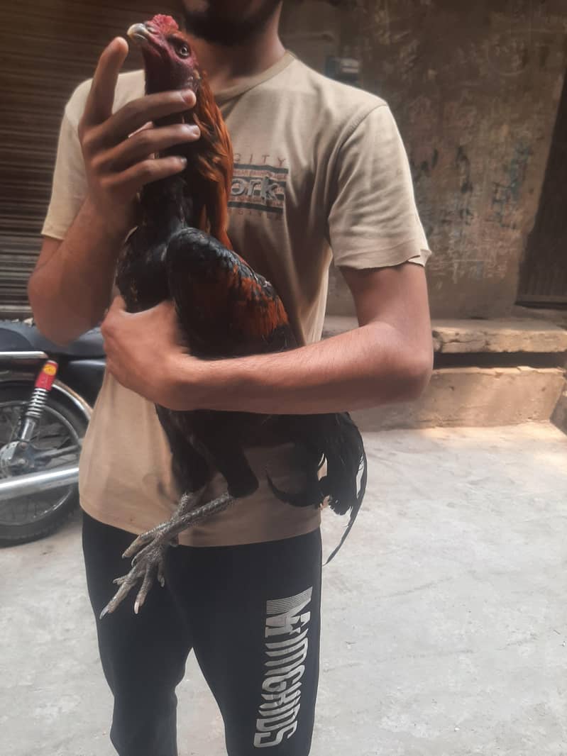 Thai veit 7