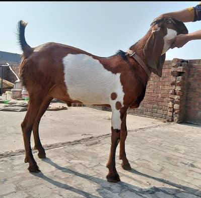 Beetle Male Goat Pakka Gheera for sale Rs. 150,000/-