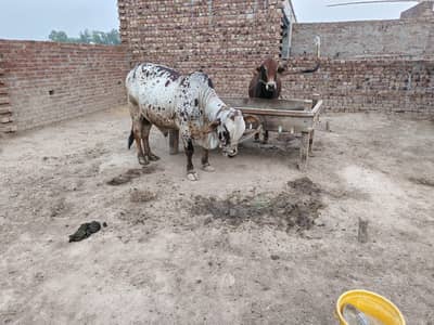 qurbani k leay bhara janwar toll kar lain