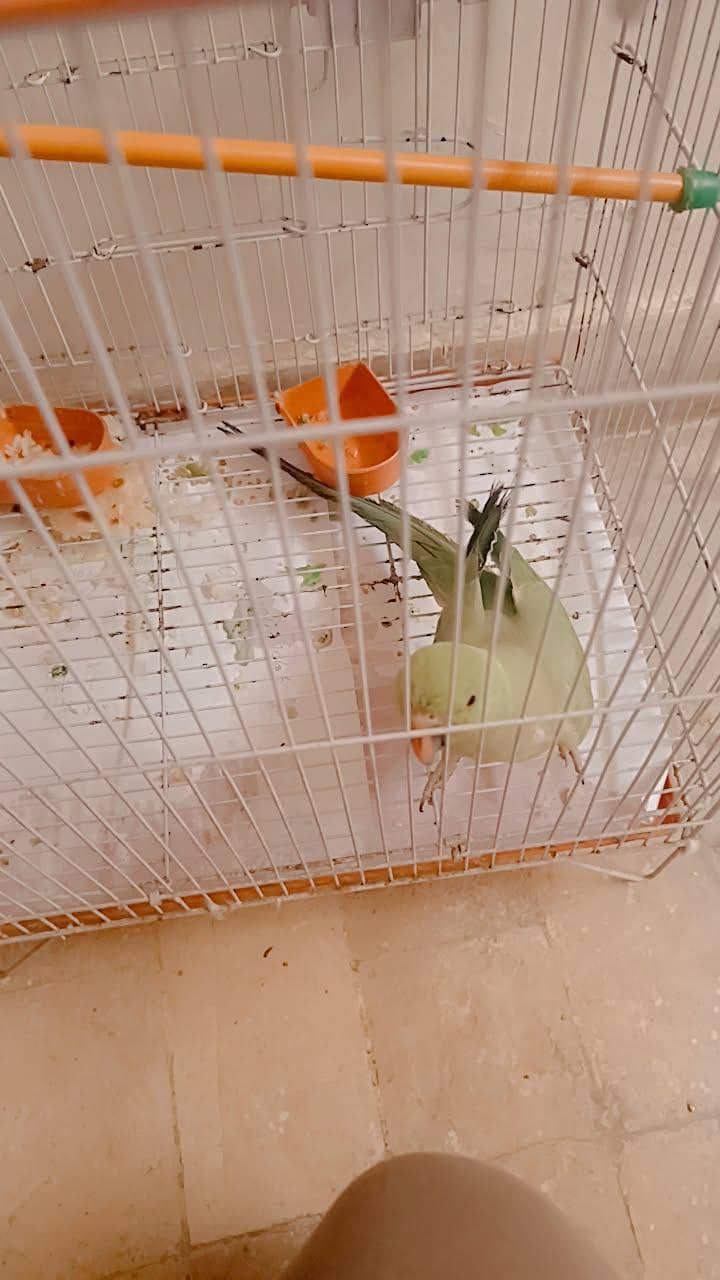 Green ringneck 1