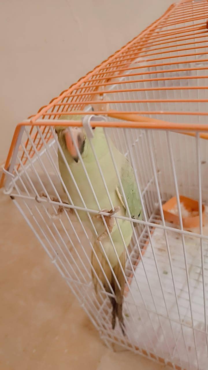 Green ringneck 2