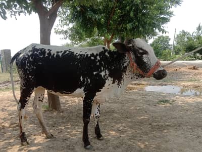 desi sahiwal