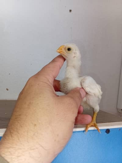 Perry beak