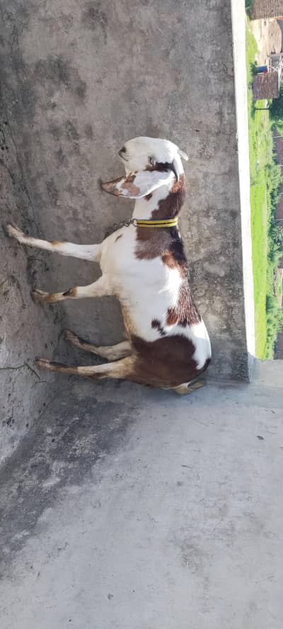 Donda Bakra