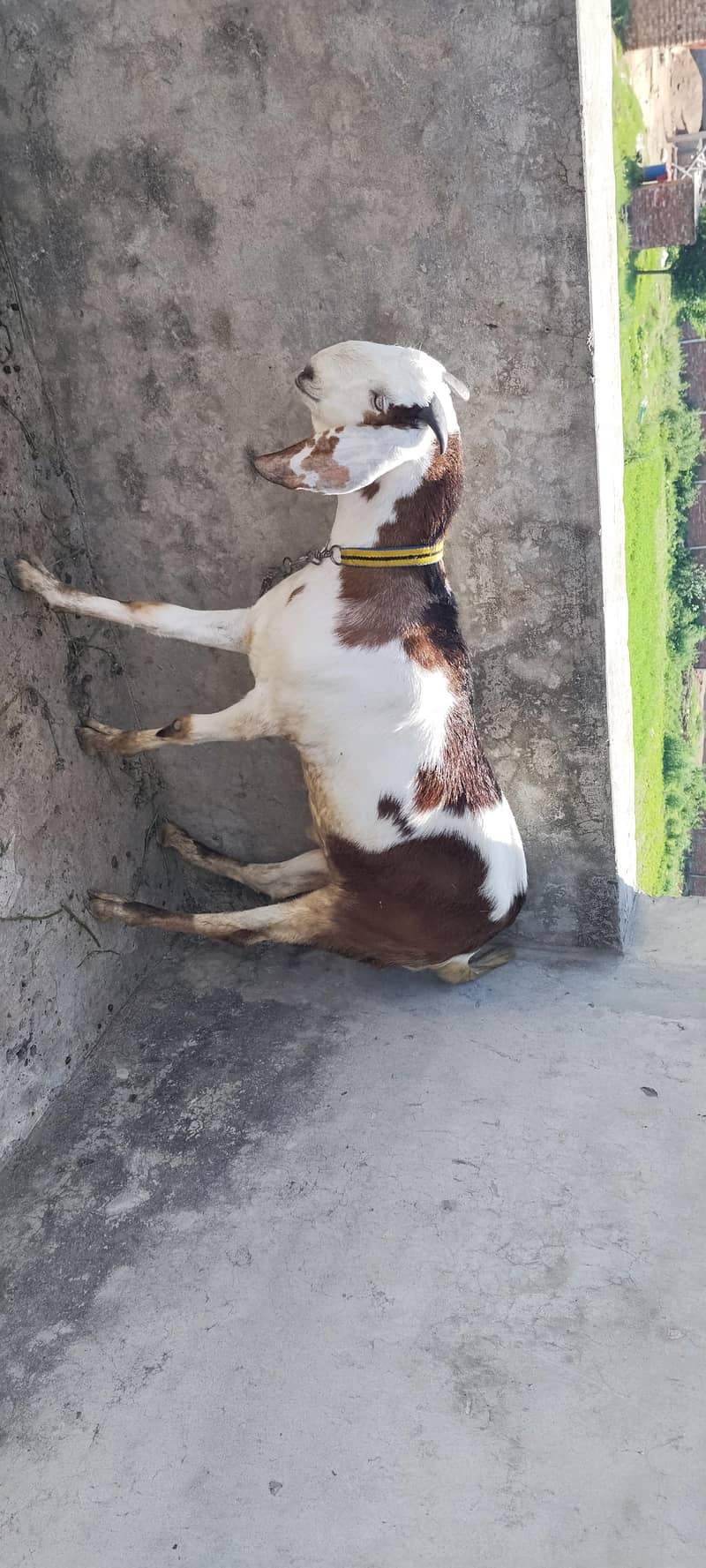 Donda Bakra 0