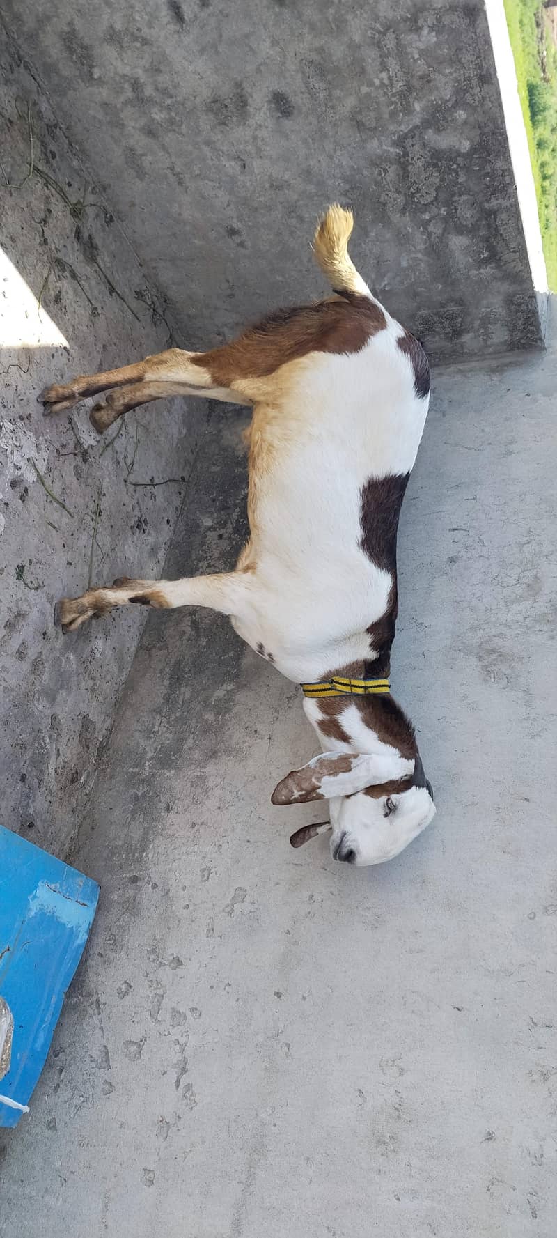 Donda Bakra 1